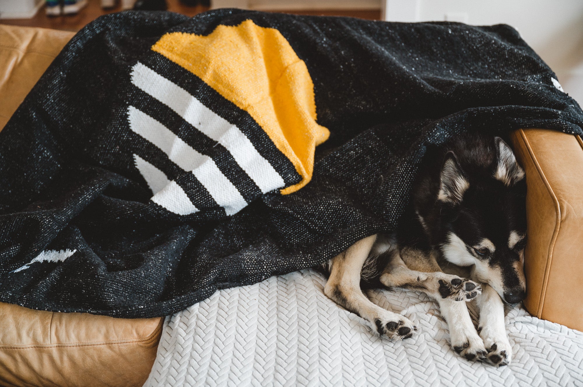 Husky Dog covered in black blanket on brown leather couch