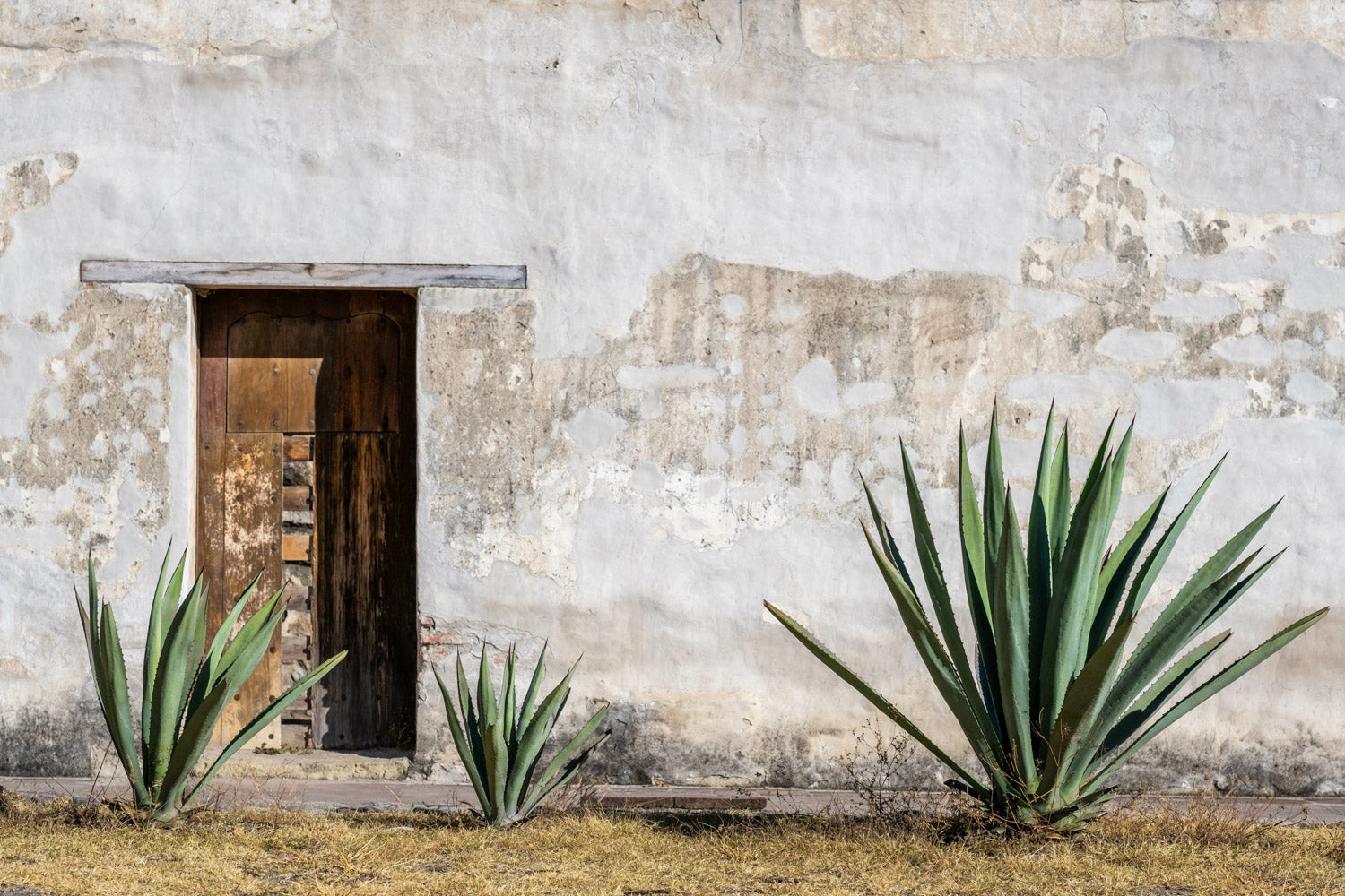 Agaves sitting in front of adobo wall